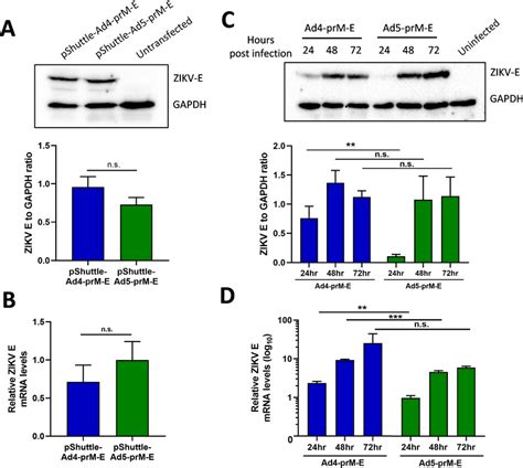 Zikv E Protein Expression And Mrna Levels In Vitro Ab The Pshuttle