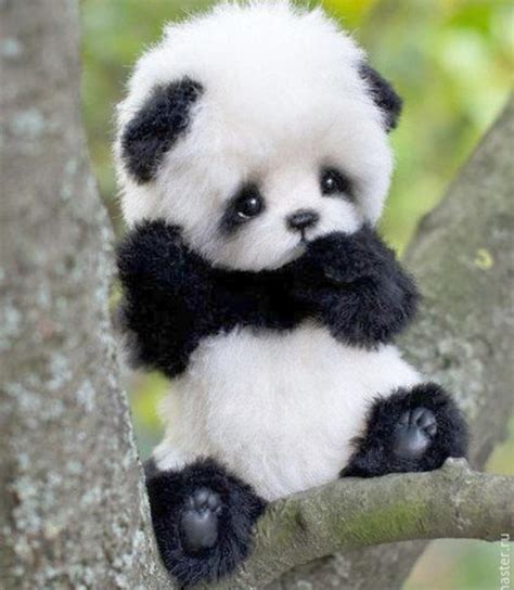Cute panda : r/aww
