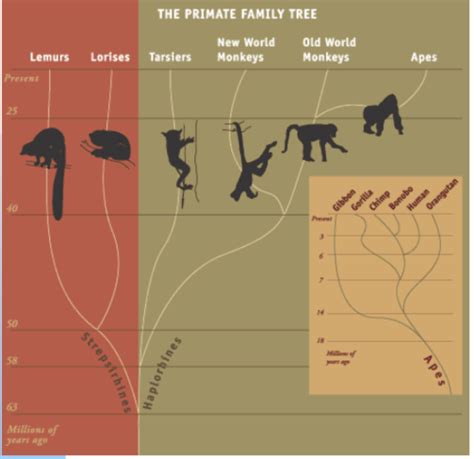 What Are Primates Flashcards Quizlet