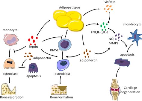 Frontiers Obesity And Bone Health A Complex Link