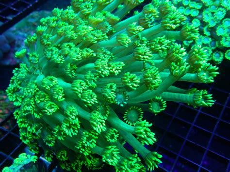 Orange Branching Hammer Corals Frag Garage