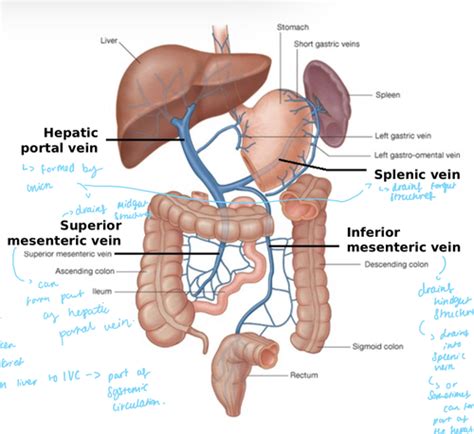 Gastrointestinal Anatomy Organisation Flashcards Quizlet