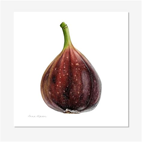 Fig Outer Anna Mason S Online Shop Modern Botanical Art