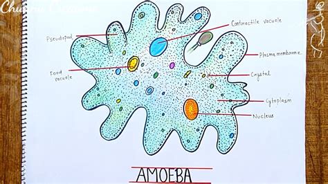 Amoeba Diagram Easy How To Draw Amoeba Diagram Step By Step Youtube