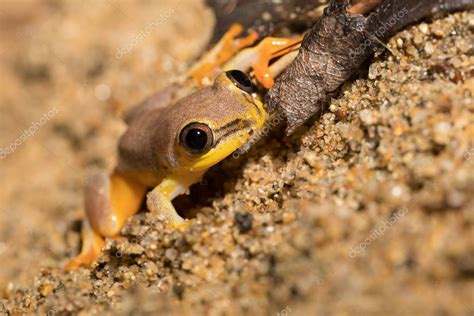 Rana Arb Rea Amarilla De La Familia Boophis End Mica De Madagascar