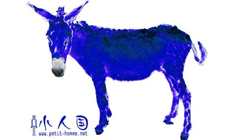 Blue Donkey - New Home Plans Design