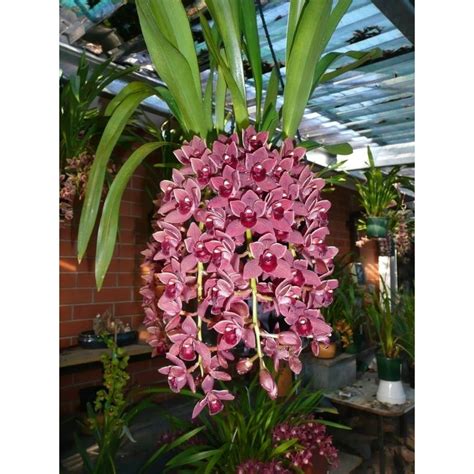 Jual Anggrek Cymbidium Dorothy Stockstill Forgot Fruite Shopee