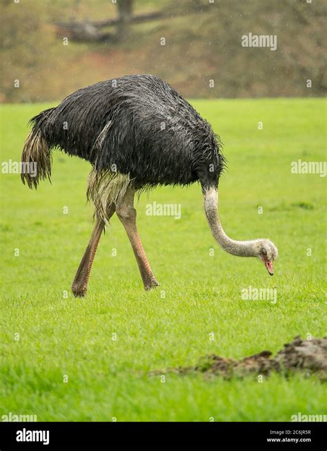 Eat ostrich hi-res stock photography and images - Alamy