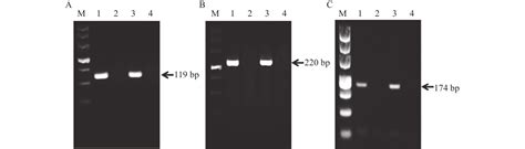 A Chemiluminescence Based Approach To Nucleic Acid Testing To Detect