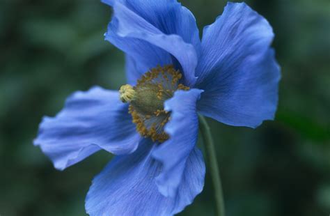 Meconopsis grandis Seeds £3.25 from Chiltern Seeds - Chiltern Seeds ...