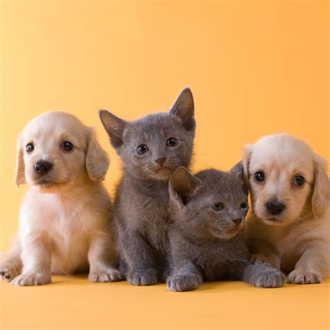 Can Puppies And Kittens Be Friends