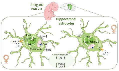 Ijms Free Full Text Sex Dependent Altered Expression Of Cannabinoid