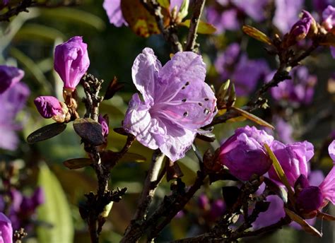 Fotos gratis naturaleza rama hoja púrpura pétalo florecer