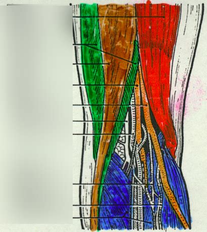 Hamstring Diagram Diagram Quizlet