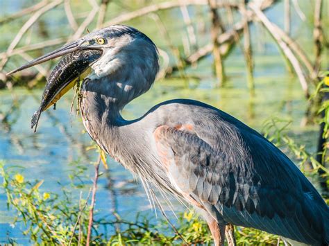 Lake Apopka Wildlife Drive - Free Things To Do - See Florida Wildlife