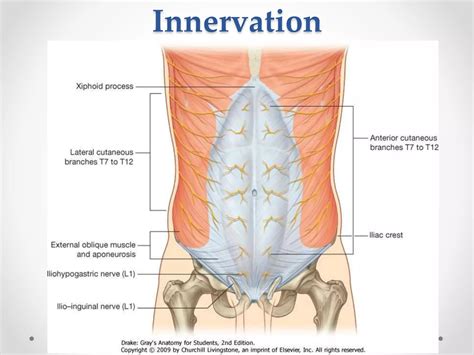 Surgical Anatomy Of Anterior Abdominal Wall Ppt