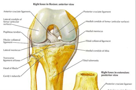 Condyle Anatomy Definition