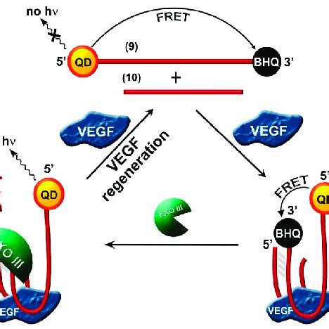 PDF Aptamer Modified Semiconductor Quantum Dots For Biosensing