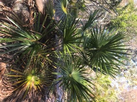 Livistonia Australis Discussing Palm Trees Worldwide Palmtalk