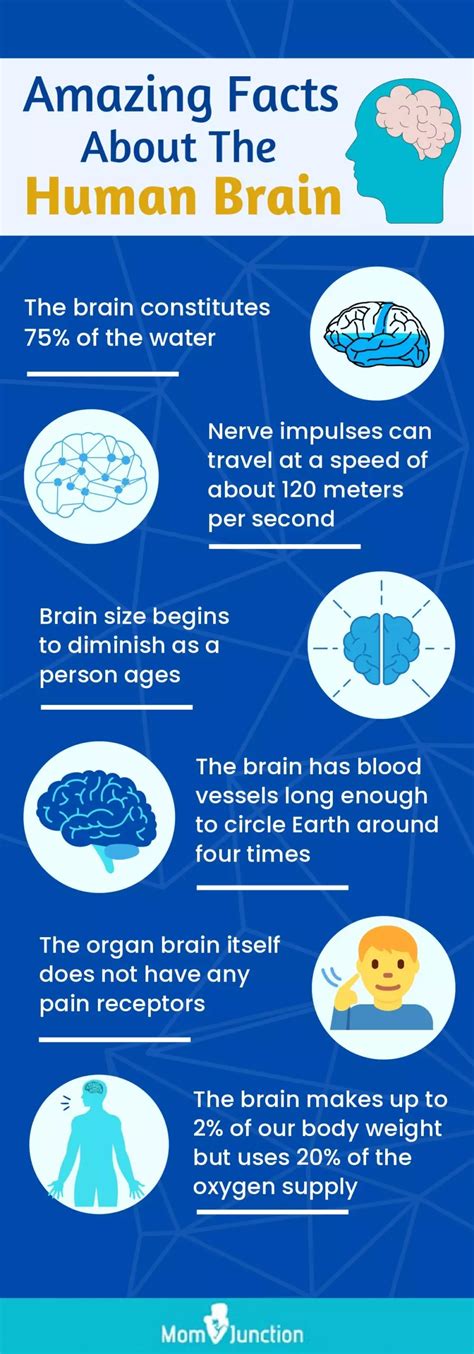 14 Informative Facts Diagram And Parts Of Human Brain For Kids