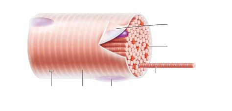 Lab Myofibril Diagram Diagram Quizlet