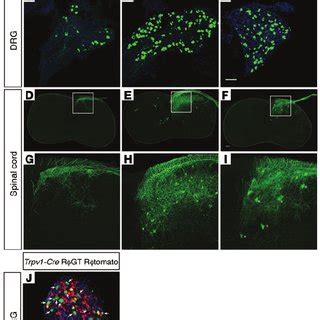 G Rv Gfplabeled Cells In Drg And The Spinal Cord A C