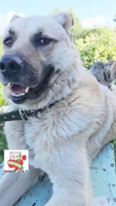 Баксик у Вербуси попросил прощения 🐶 ️😻 #dogandkitten - YouTube