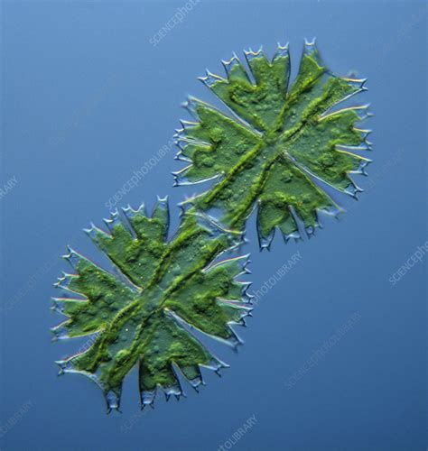 Freshwater Desmid - Stock Image - C012/6034 - Science Photo Library