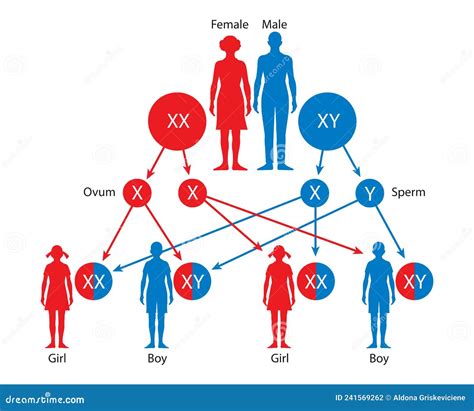 Sex Determination In Humans Gender Determination Stock Illustration