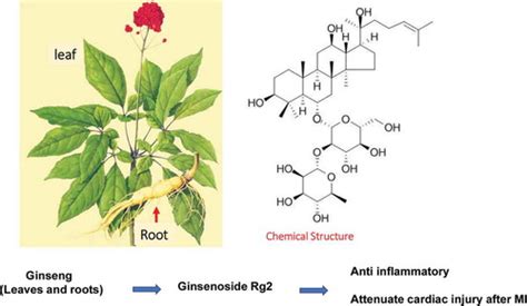 Full Article Ginsenoside Rg Attenuates Myocardial Fibrosis And