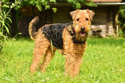 Airedale Terrier Grooming The Essential Guide With Pictures Of Haircuts