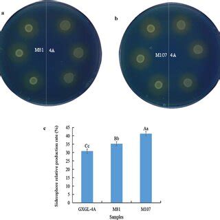 Detection Of Siderophore Production By The Transposon Mutants M And