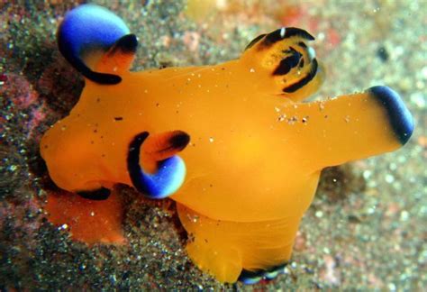 Striking Photographs Of Sea Slugs Expose The Alien World Under The Sea