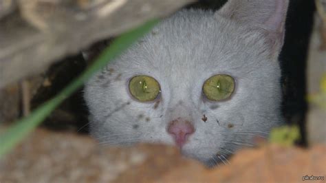 Котейко | Пикабу