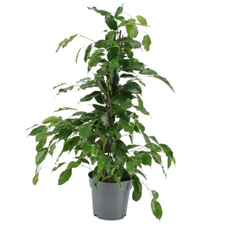 Planta verde Ficus Benjamina Exotica inaltime 61 cm Ø ghiveci 17 cm