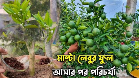 লেবু গাছে ফুল আসার পর পরিচর্যা মাল্টা গাছের পরিচর্যা লেবু চাষ