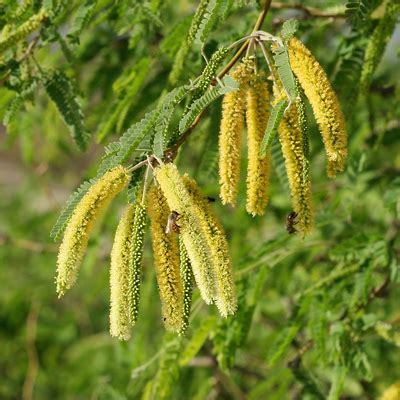 Prosopis velutina – Velvet Mesquite – Southeastern Arizona Wildflowers ...