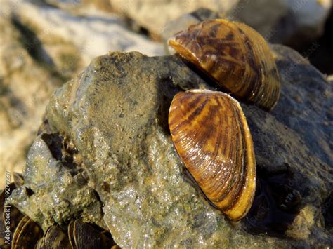 Zebra Mussel Dreissena Polymorpha A Small Freshwater Mussel Very