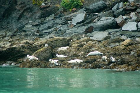 Kenai Fjords National Park | 23/59 – Our Vie