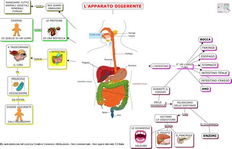 Lapparato Digerente Sc Media Aiutodislessia Net Attivit Del