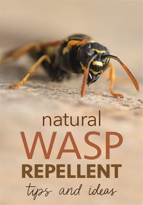 How To Get Rid Of Wasps With Vinegar Five Spot Green Living