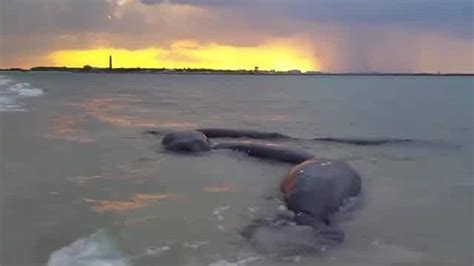 VIDEO: Manatee mating herd spotted in New Smyrna Beach