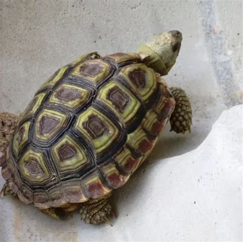 speckled padloper tortoise for sale | speckled cape tortoise for sal