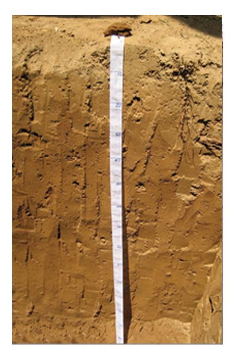 Mixed Alluvium | Kerala Soil Survey