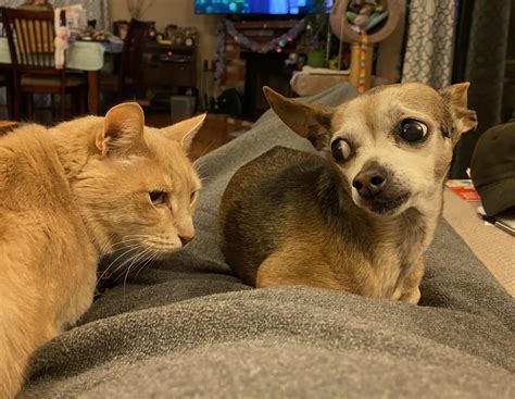 My chonk and my chi, Trooper and Darla : r/Chihuahua