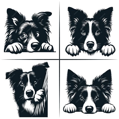 Premium Vector Peeking Border Collie Svg Peeking Border Collie