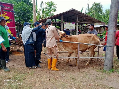 Terima Bantuan Sapi Dari Kementan Kelompok Ternak Butuh Ucapkan Terima