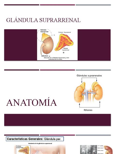 Glándula Suprarrenal Pdf Cortisol Hormona Adrenocorticotrópica