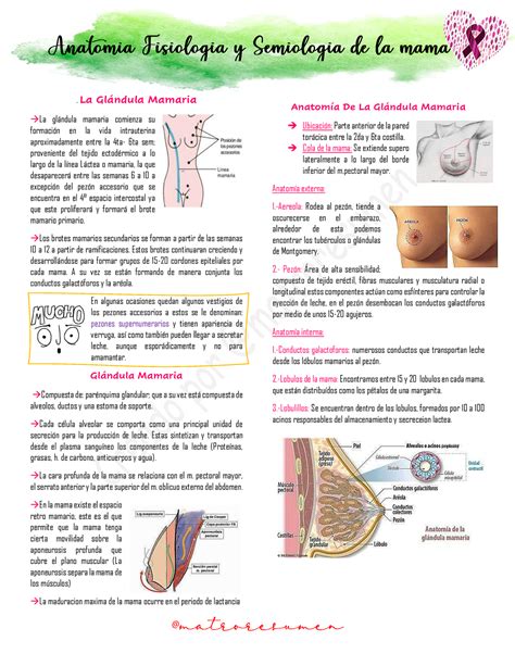 Anatomia Fisiolog A Y Semiolog A De La Mama La Glndula Mamaria