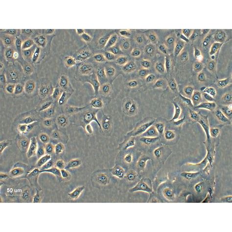 A549 Atcc Cells人肺癌细胞系种子库完全培养基str图谱 品牌atcc、dsmz等 美国、欧洲、德国等